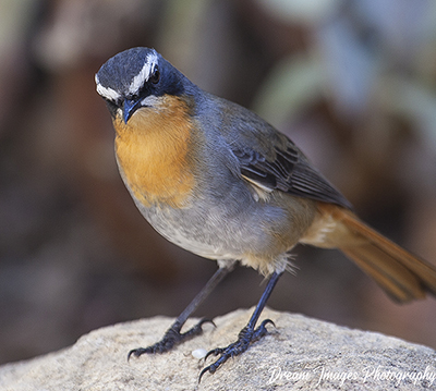 Bird 16